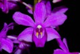 /album/fotogaleria-fotogaleria/phalaenopsis-buyssoniana-detail-kvetu-jpg/
